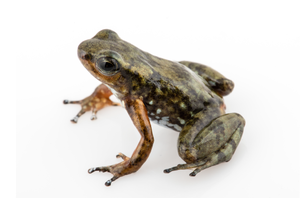 Frog Ecuador Endangered